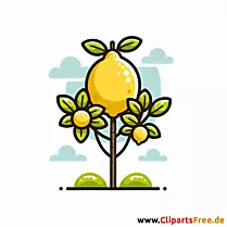 Zitronenbaum Clipart - Bilder zum Thema Bäume
