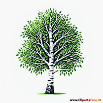 Birke Clipart