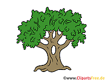 Eiche, Baum Clipart, Illustration, Bild kostenlos