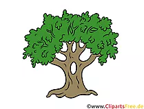 Eiche, Baum Clipart, Illustration, Bild kostenlos