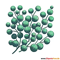 Eukalyptus Clipart