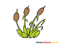 Reeds Clip Art free
