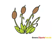 Reeds Clip Art free
