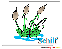 Schilf Bild-Clipart free