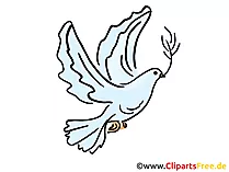 Taube Illustration