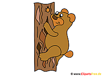 Bild Baer klettert auf Baum
