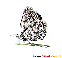 Farverig tykhovedet sommerfugl tegning, illustration til skole