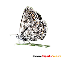 Bunter Dickkopffalter Schmetterling Zeichnung, Illustration für Schule