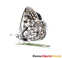 Bunter Dickkopffalter Schmetterling Zeichnung, Illustration für Schule