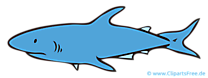 Hai Cartoon, Clipart PNG, Bild