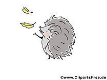 Kostenlose lustige Tierbilder - Igel Bild Kostenlose lustige Tierbilder - Igel Bild