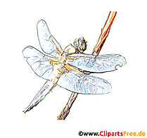 Dragonfly Image - Bilder for barneskoletimer