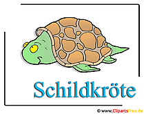 Schildkröte Clipart free