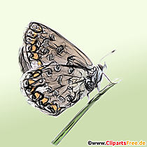 Butterfly Illustration, Billede, Clipart - Clip Art for Lessons