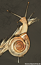 Schnecke Clipart, Bild