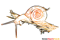 Desenho de caracol, imagem, ilustração grátis