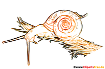 Schnecke Zeichnung, Bild, Illustration gratis