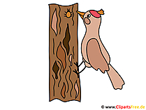 Specht Bild - Clipart