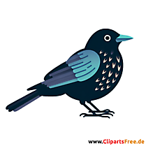 Amsel Clip Art - Bilder zum Thema Vögel