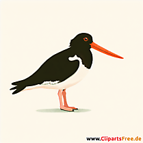 Austernfischer Clipart - Bilder zum Thema Vögel