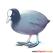 Blässhuhn Clipart - Bilder zum Thema Vögel
