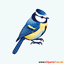 Blaumeise Clip Art - Bilder zum Thema Vögel