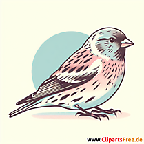 Bluthänfling Clipart - Bilder zum Thema Vögel