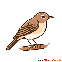 Drossel Clip Art - Bilder zum Thema Vögel