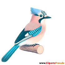 Eichelhäher Clipart - Bilder zum Thema Vögel