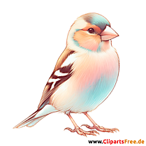 Fink Clip Art - Bilder zum Thema Vögel