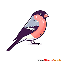Gimpel Clipart - Bilder zum Thema Vögel