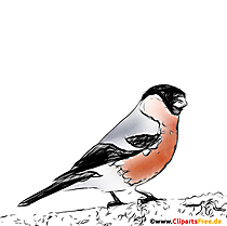 Gimpel, Pyrrhula Bild, Zeichnung, Clipart für Schulunterricht