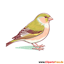 Grünfink Clipart - Bilder zum Thema Vögel