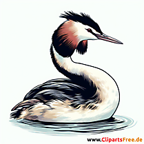 Haubentaucher Clipart - Bilder zum Thema Vögel