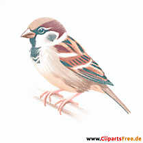 Haussperling Clipart - Bilder zum Thema Vögel