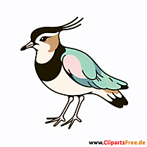 Kiebitz Clipart - Bilder zum Thema Vögel