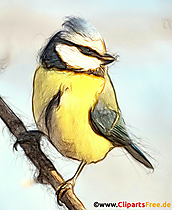 Kohlmeise, Parus major Bild. Illustration, Clipart für Unterricht
