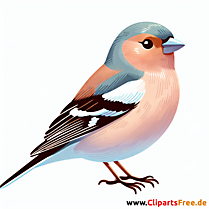 Meise Clipart - Bilder zum Thema Vögel