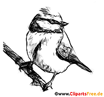 Desenho a carvão Chickadee - figuras para planilhas