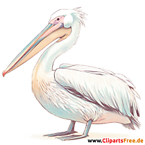 Pelikan Clipart - Bilder zum Thema Vögel