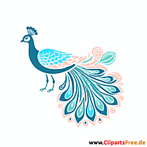 Pfau Clipart - Bilder zum Thema Vögel