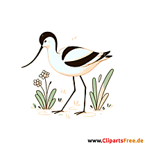 Säbelschnäbler Clipart - Bilder zum Thema Vögel