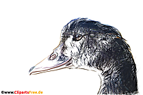 Čierna kačica obrázok, kresba, kliparty pre školské hodiny