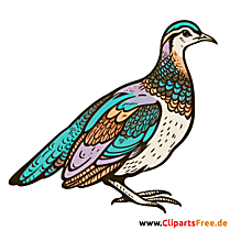 Schnepfe Clipart - Bilder zum Thema Vögel