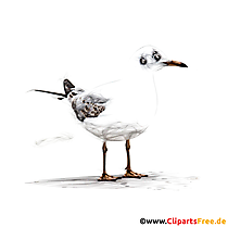 Seemöwe, Möwe Bild, Zeichnung, Clipart für Arbeitsblätter
