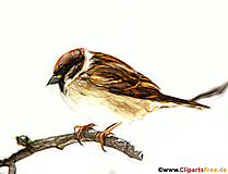 Spatz Bild, Zeichnung, Clipart für Unterricht und Arbeitsblätter