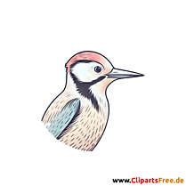 Specht Clipart - Bilder zum Thema Vögel