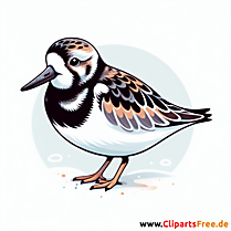 Steinwälzer Clipart - Bilder zum Thema Vögel
