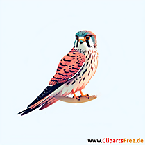 Turmfalke Clipart - Bilder zum Thema Vögel