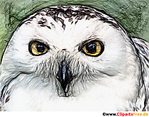 Uhu Bild, Zeichnung, Clipart für Unterricht in der Schule